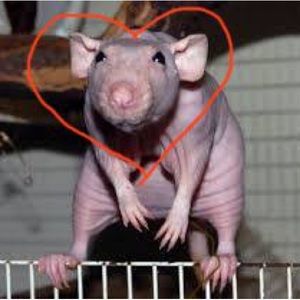 Meet your Posher, Harper